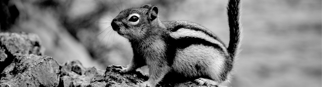 Find a solution to your chipmunk control problem.