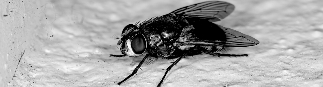 Fly Infestation, How to Get Rid of Flies