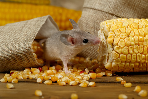 http://www.kness.com/images/news-events/Mice-and-Farm1.jpg