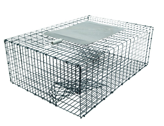 http://www.kness.com/images/products/bird-trap.jpg
