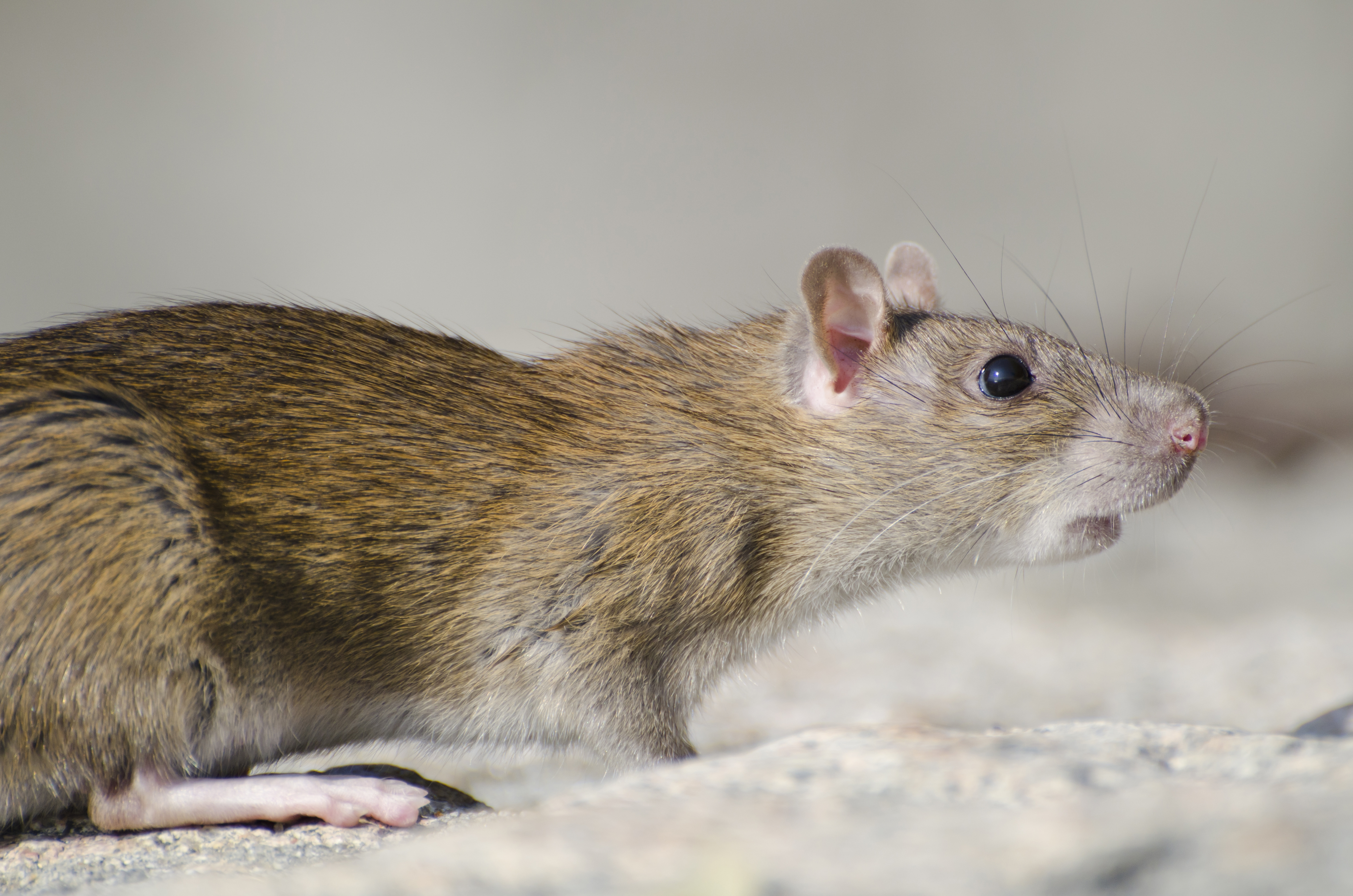 Find a solution to your rat control problem.