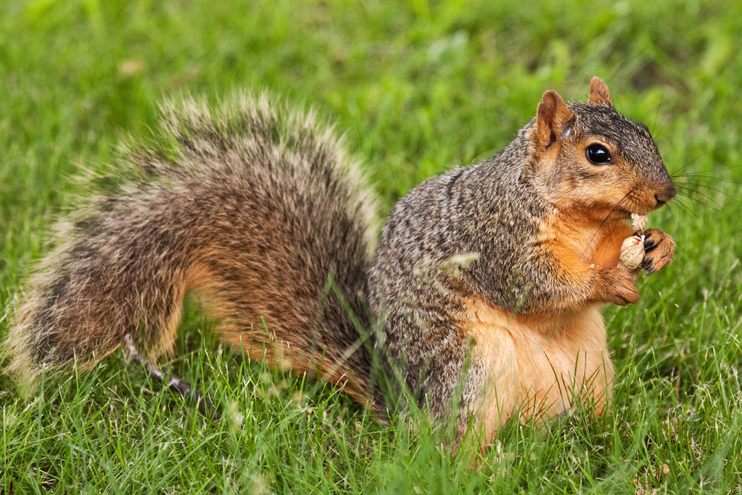 Red Squirrel Traps - Ground Squirrel Traps - Chipmunk Trap