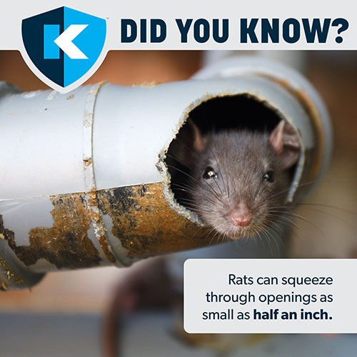 http://www.kness.com/includes/images/Rat-Traps/23-KNS-0976_CA6.jpg
