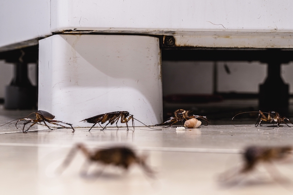 Developing Effective Cockroach Management In Warehouse Facilities