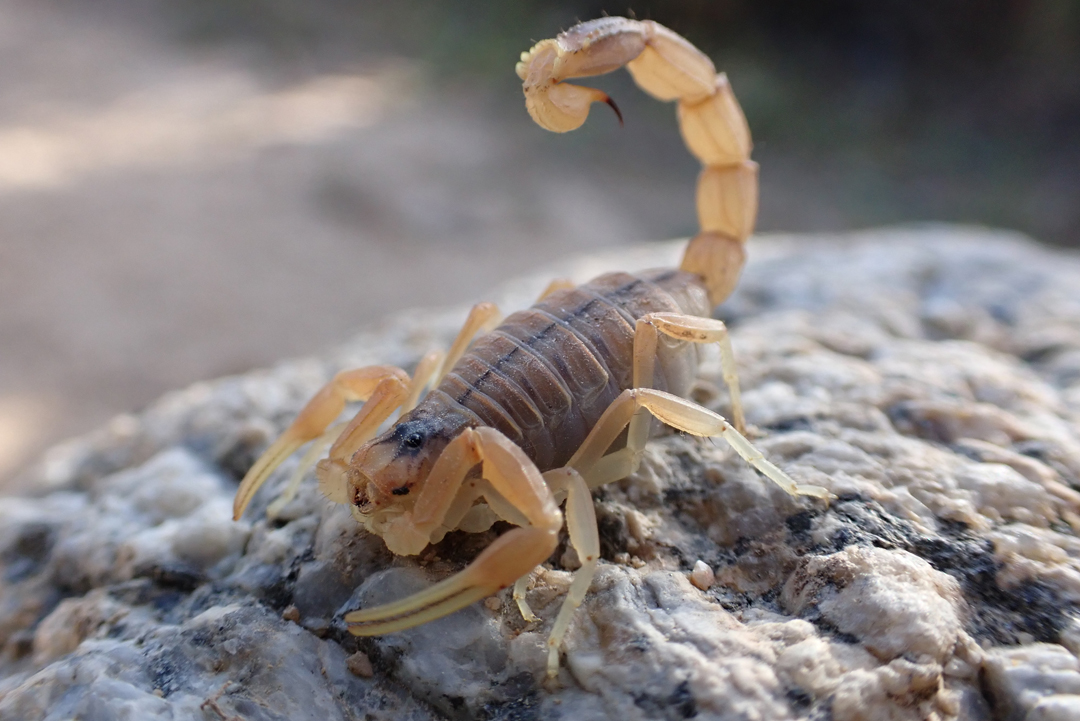 http://www.kness.com/pest-control-center/insects/scorpions/Arizona%20Bark%20Scorpion.jpg