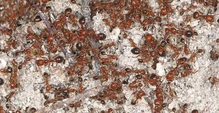 How Entomologists are Battling Invasive Ants to Protect a Texas Cave Ecosystem